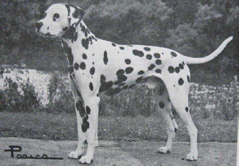 Dalmark Pablo the Polar Bear | Dalmatian 