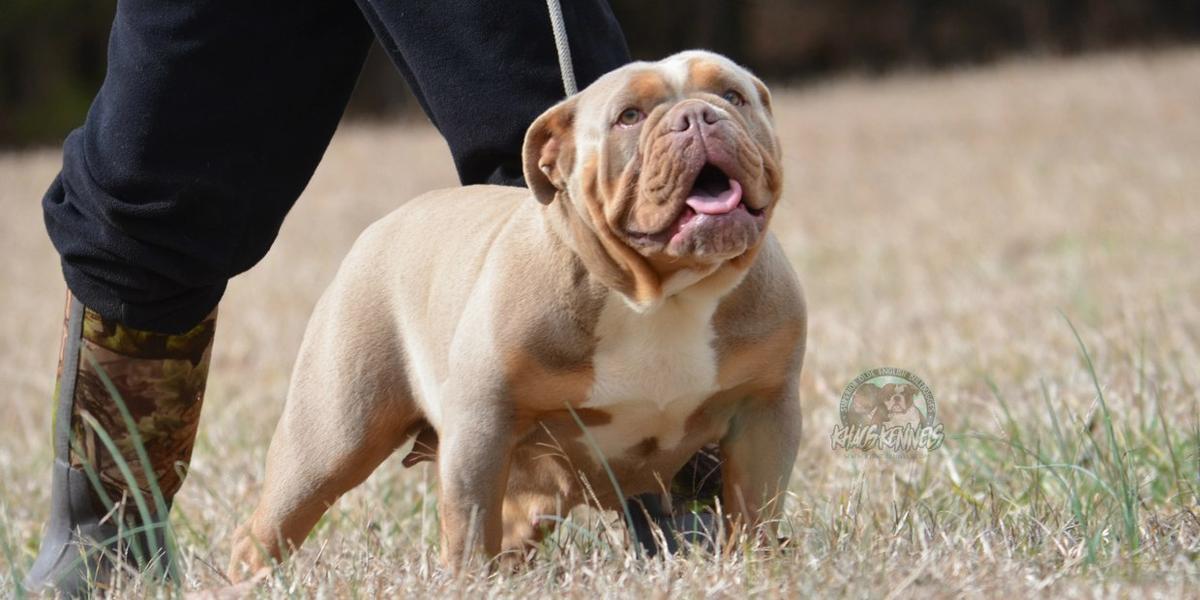 KHAOS/LRB LAVISH | Olde English Bulldogge 