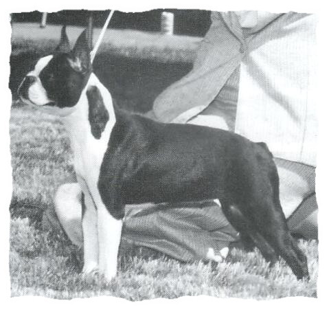 Top Shelf Star Witness | Boston Terrier 