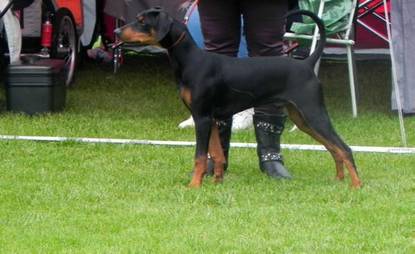 Art By Devilstar Turn Me On Tiger | German Pinscher 