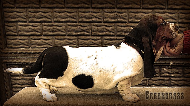 Only The Best Oxsana BREENBRASS | Basset Hound 