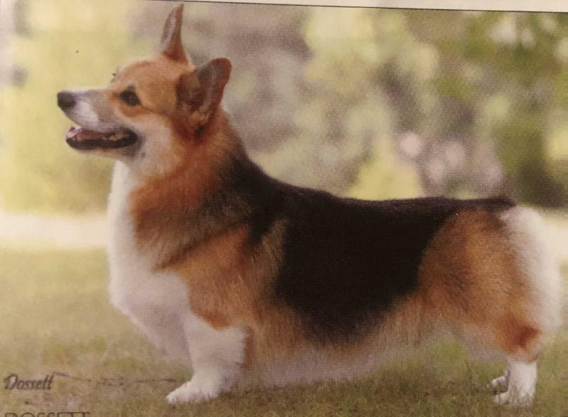 Stafford's Casey At The Bat | Pembroke Welsh Corgi 