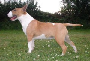 Blazing Flame of Bullywood | Bull Terrier 