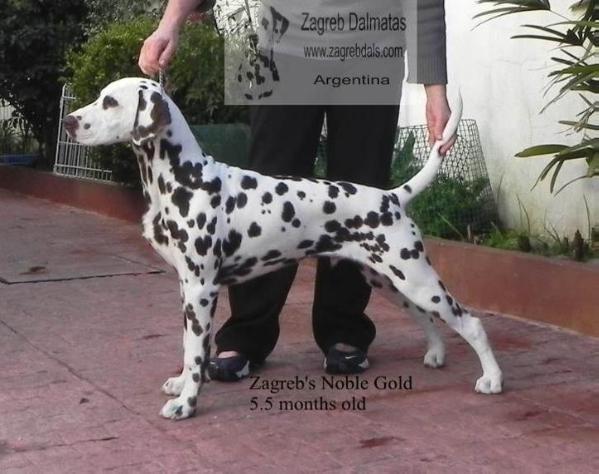 Zagreb Noble Gold | Dalmatian 