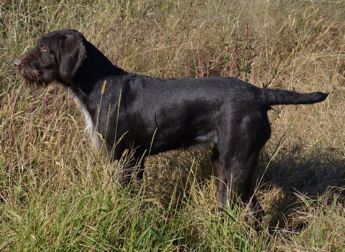 Nettie Chicoine | German Wirehaired Pointer 