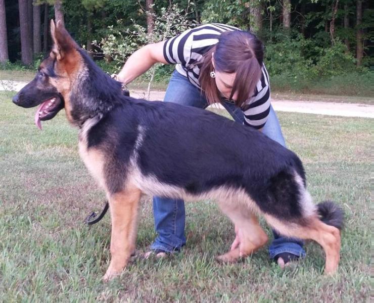Gideon Vom Givenhaus | German Shepherd Dog 