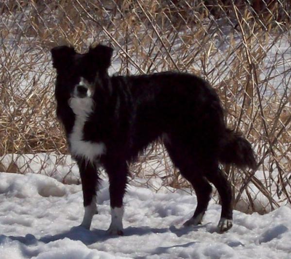 Blitzen's Sprocket To Me | Border Collie 