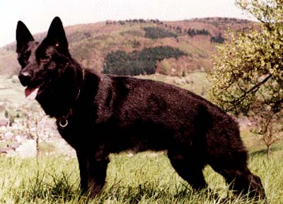 Quattro vom Heidetal | German Shepherd Dog 