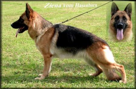 Sarah vom Hasenborn | German Shepherd Dog 