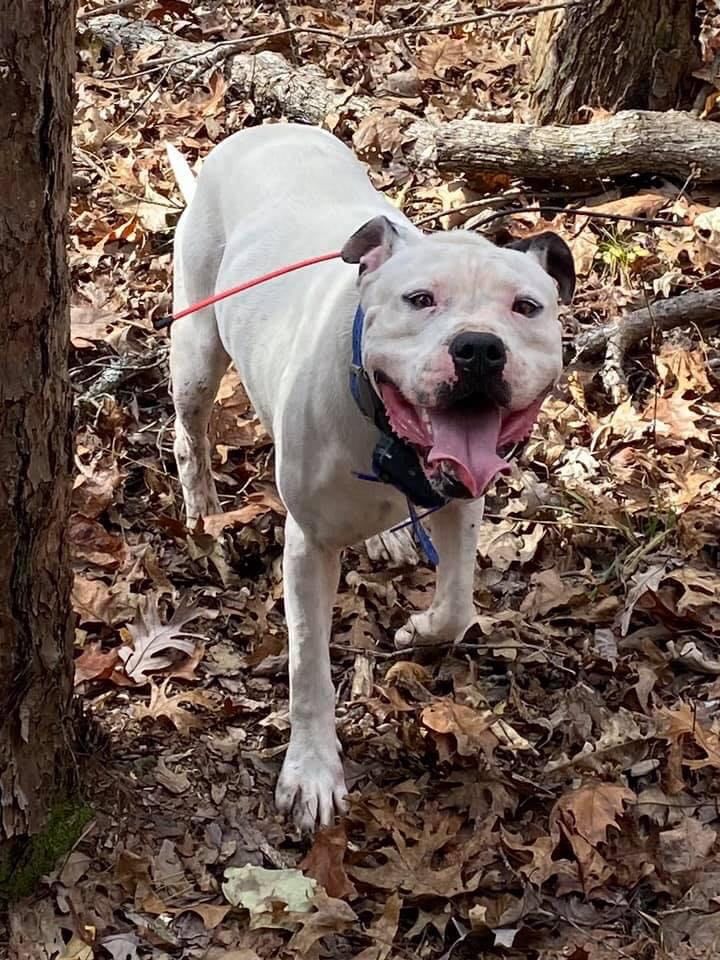 IBC's Petey | American Bulldog 