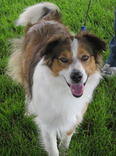 McCall's Zena | English Shepherd 