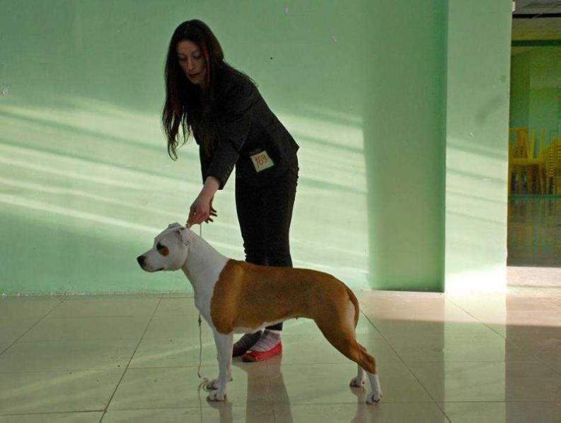 Beatrice Novel Tiger Vik | American Staffordshire Terrier 
