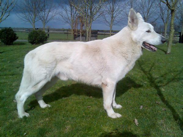 Andusty Kenjiro's Place | White Swiss Shepherd Dog 