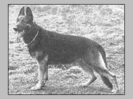 Dick vom Schinderhannesturm | German Shepherd Dog 