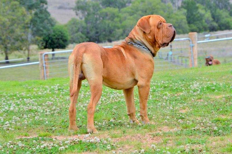 Grandogue Dodge | Dogue de Bordeaux 