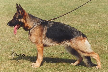 Bertha's Inke | German Shepherd Dog 