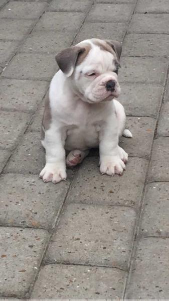 rosieville´s inga | Olde English Bulldogge 