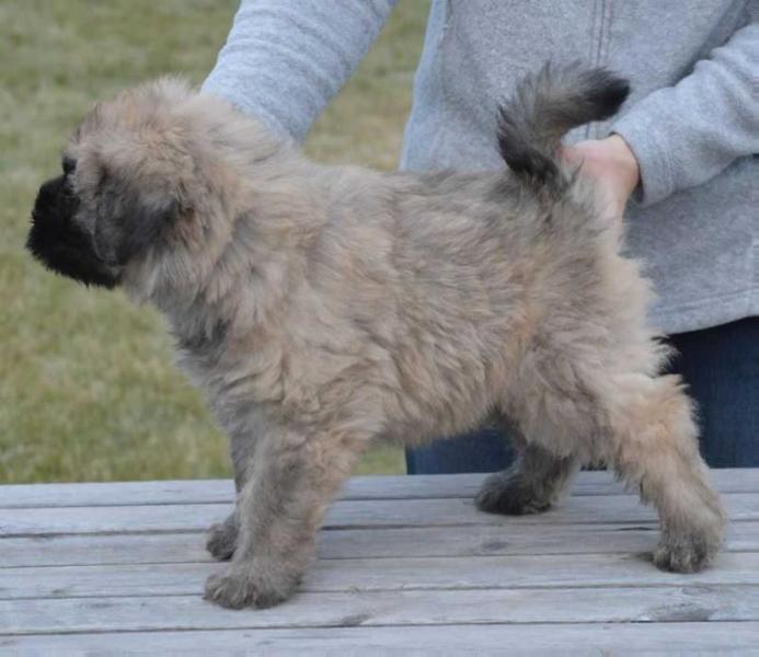 Edgard de la Colline Verte Dijon | Bouvier des Flandres 