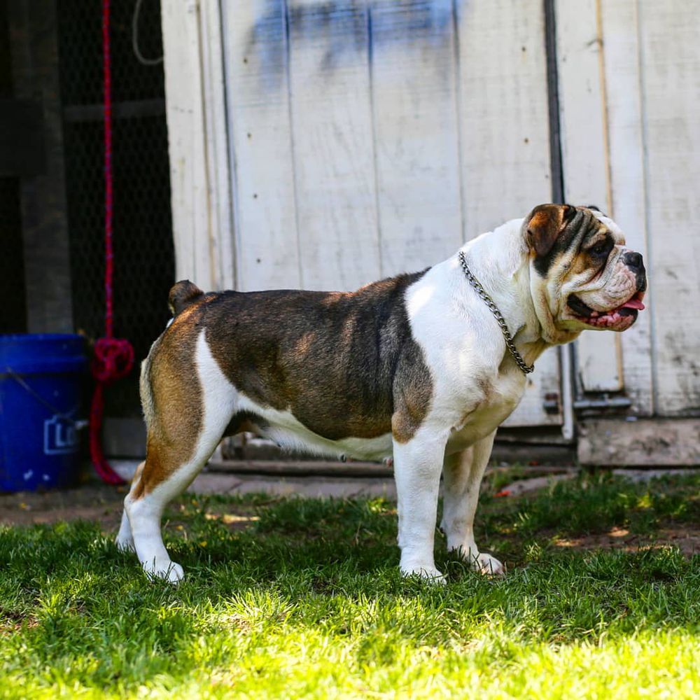 Cannon's Supra Turbo | Olde English Bulldogge 