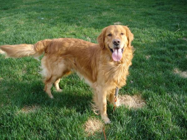 Sir Riley Of Sibley | Golden Retriever 