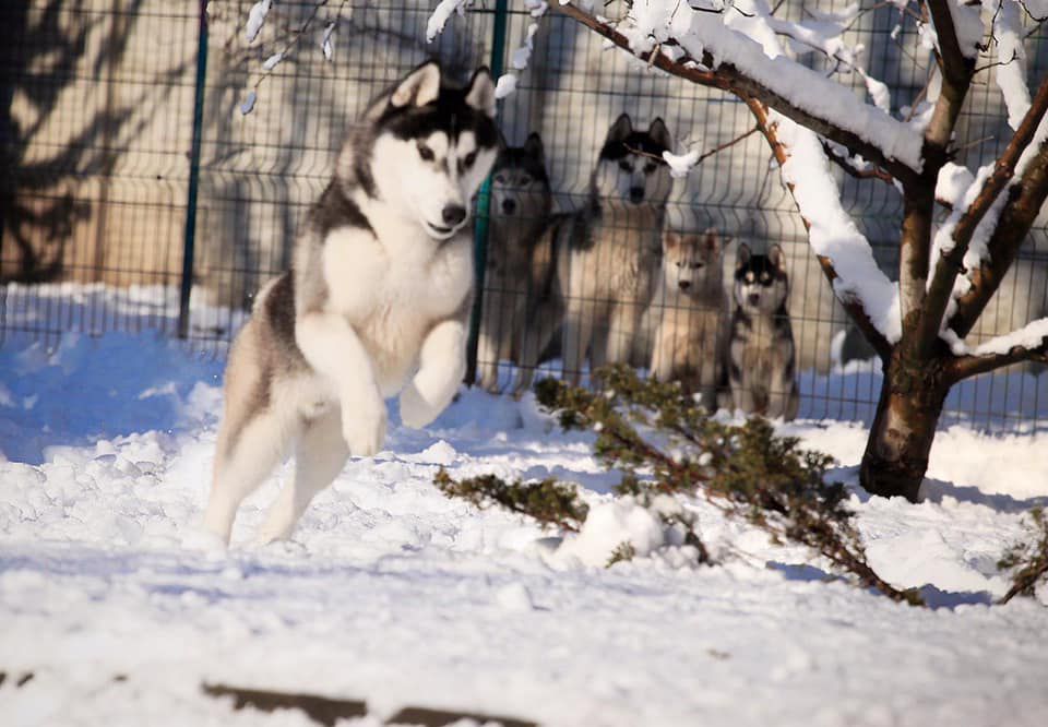 Kristari's Hot Topic | Siberian Husky 