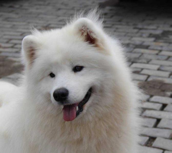 BELYI VOLK TIAMO | Samoyed 