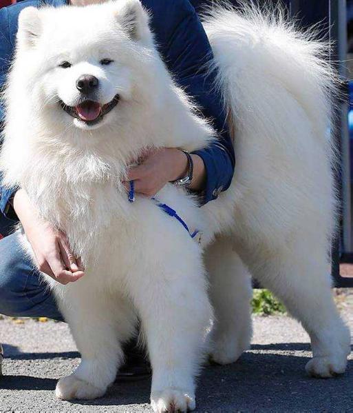 Um Jason Morgan IZ MOSKOVSKOY METELY | Samoyed 