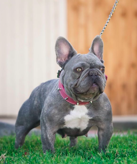 RRBullyz Mimi | French Bulldog 