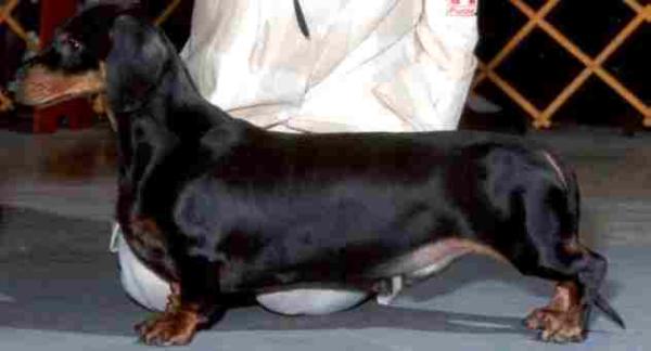 vonBork's Altamont | Dachshund 