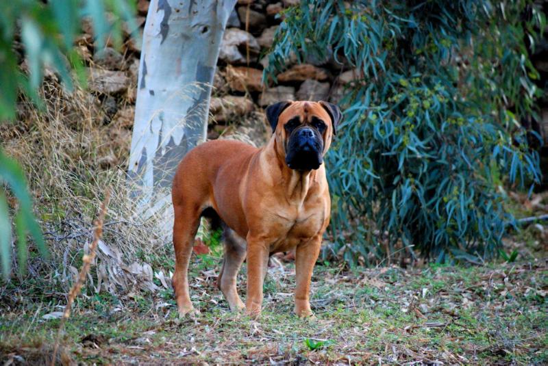 Caneguardiano Feel The Mood | Bullmastiff 