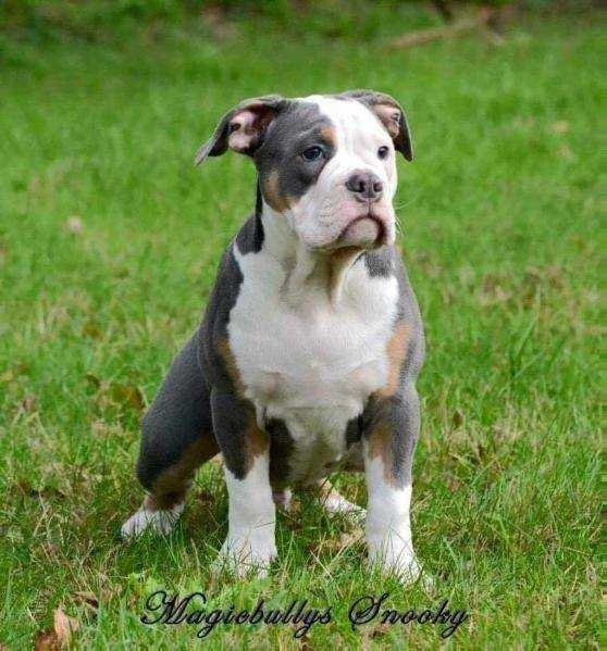 MagicBulls Snooky | Olde English Bulldogge 