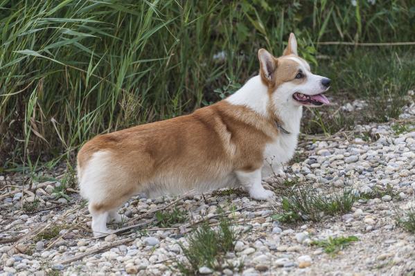 Gismo Flash Dancer Bob vom Jerichowerland | Pembroke Welsh Corgi 