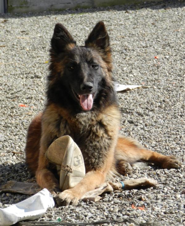 Dog John's Hilly | Belgian Tervuren 