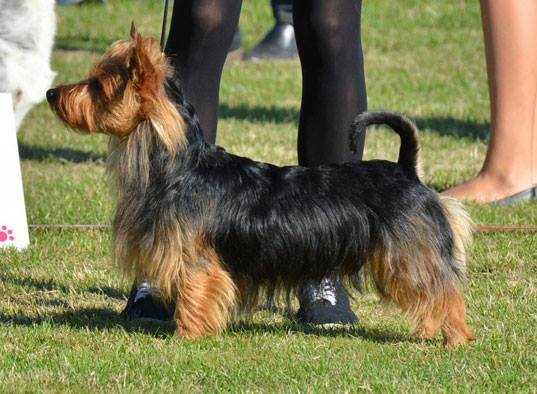 SURELY SO RICH SO FAMOUS | Australian Terrier 