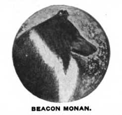 Beacon Monan (070076) | Rough Collie 