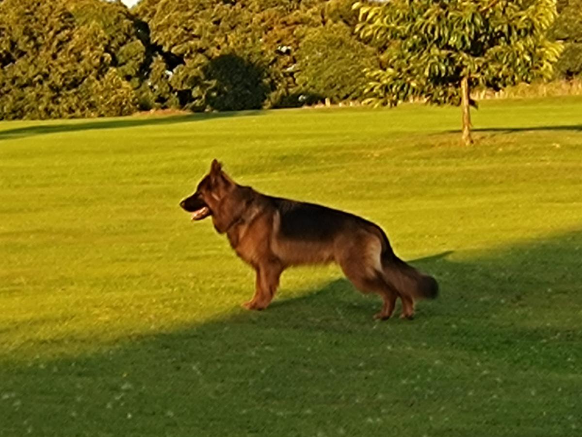 INDIGO - SANSA AUS DEM WALDDORF | German Shepherd Dog 