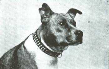 Melling's Lioness | Staffordshire Bull Terrier 