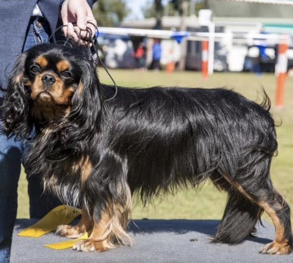 Caristabell Midnight Express | Cavalier King Charles Spaniel 