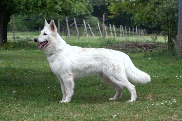 Ceesles Of Haely's Future | White Swiss Shepherd Dog 