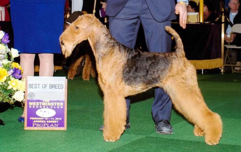 Joval Angel's Whisper | Airedale Terrier 