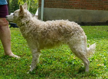 Menagerie Climb the Highest Peak | Mudi 