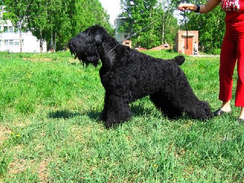 Sibirski medved severnoe siyanie | Black Russian Terrier 