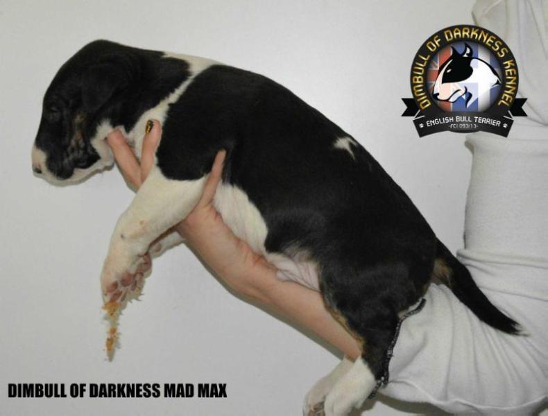 DIMBULL OF DARKNESS MAD MAX | Bull Terrier 