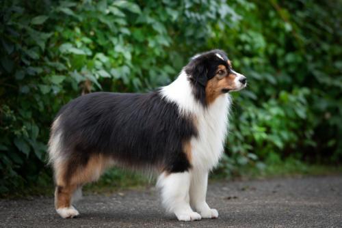 X-Factor of the Mighty Crown | Australian Shepherd 