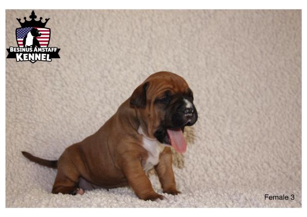 Besinus Absolute Girl | American Staffordshire Terrier 