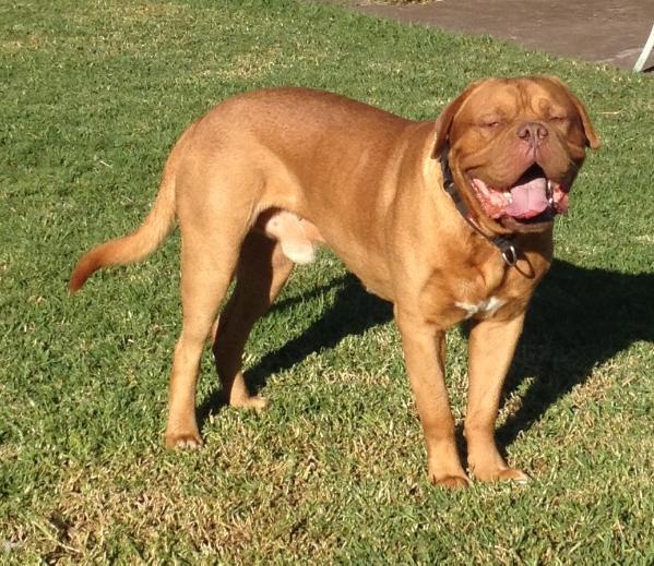 Taureauxroug Up To Mischief | Dogue de Bordeaux 