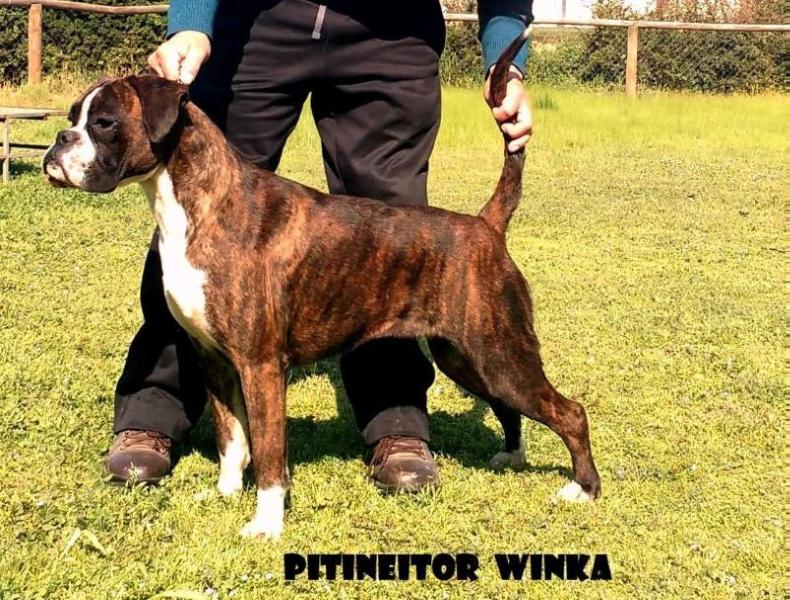 Pitineitor Winka | Boxer 