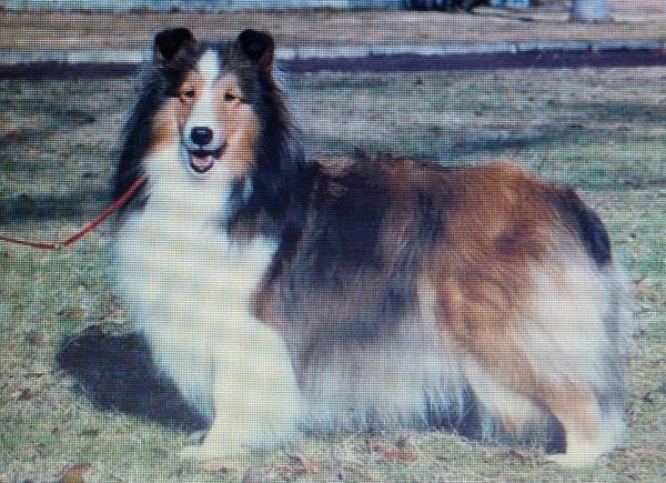 Magic Mami SS Of Northern Farm | Shetland Sheepdog 