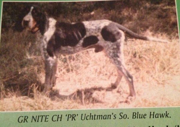 Uchtman's So Blue Hawk | Bluetick Coonhound 