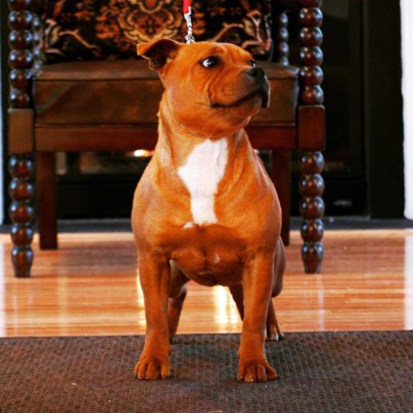 e-Ruffian.com/SBT Alone Together | Staffordshire Bull Terrier 